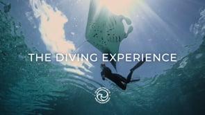 The Diving Experience
