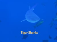 The Sharks of the Seychelles!