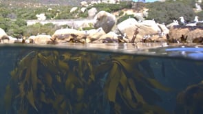 Mogamat Shamier Magmoet