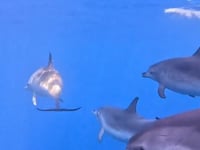 Marta Belmar da Costa