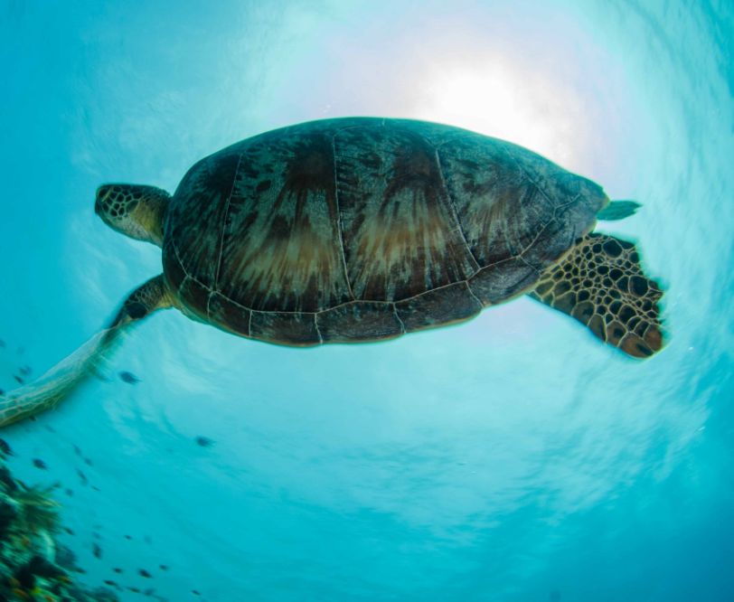 Help Save Our Sea Turtles - Conservation Organisation - CO-EXIST Projects