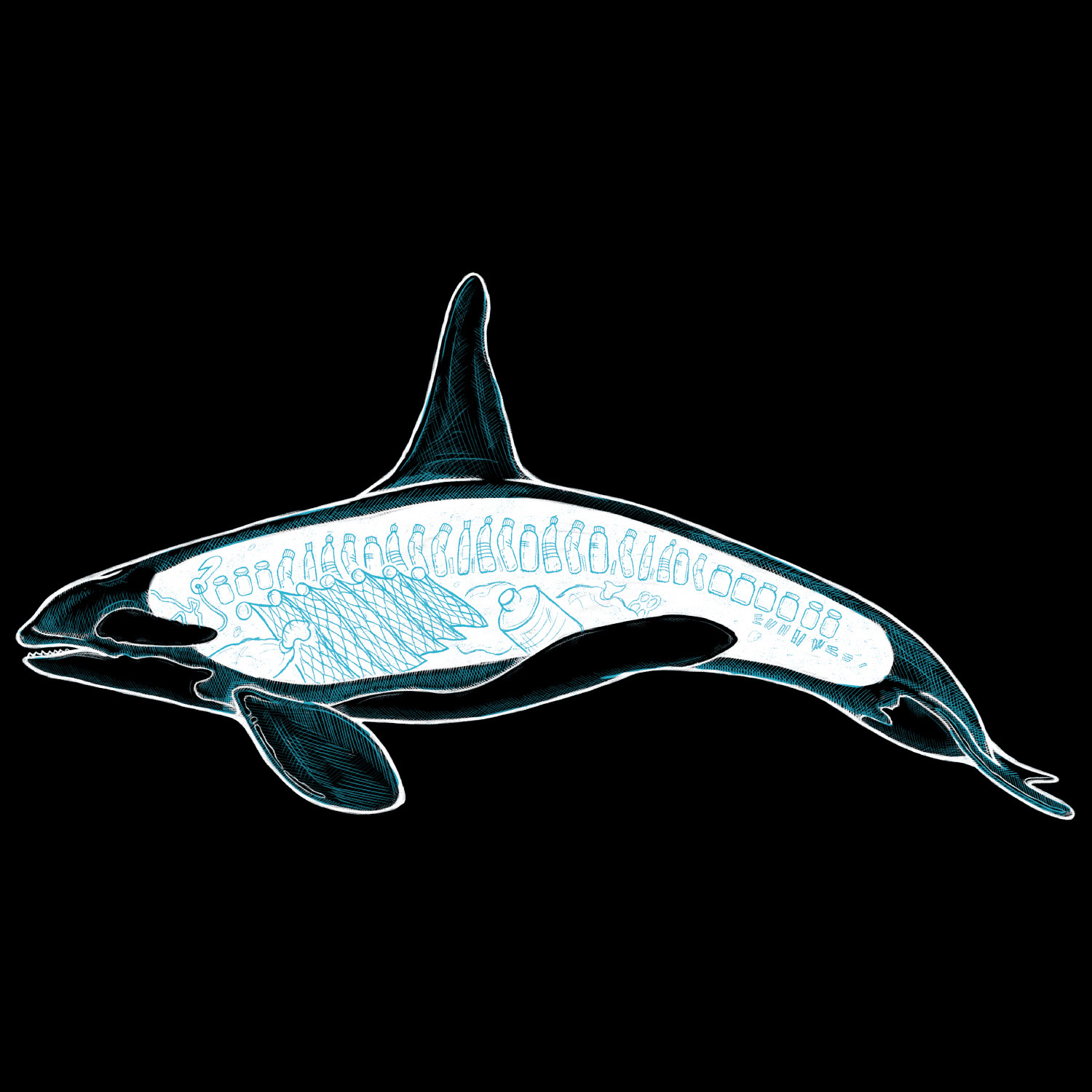 Orca Anatomy Organic Cotton T-Shirt - Image 3