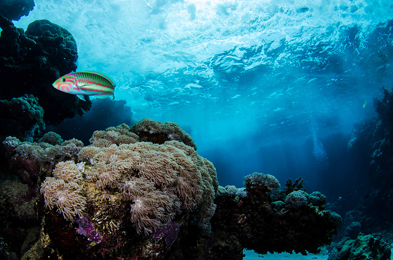 Coral Reef Restoration Africa
