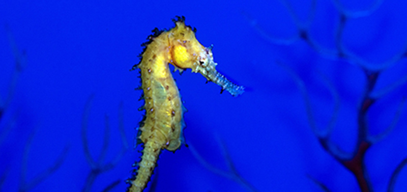 Yellow seahorse underwater