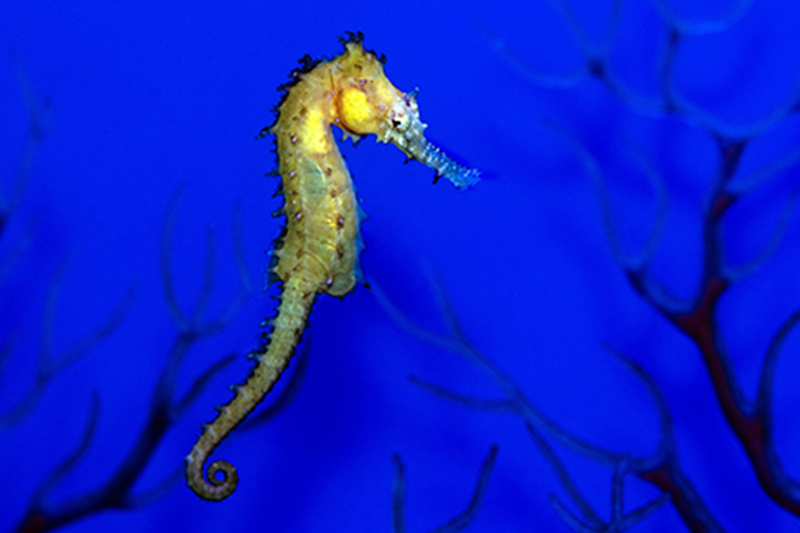 Yellow seahorse underwater