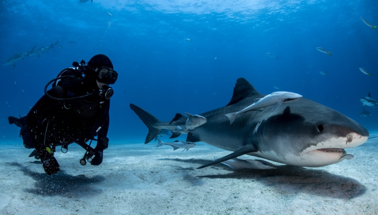 Dr. Christopher Clarke diving alongside a tiger shark