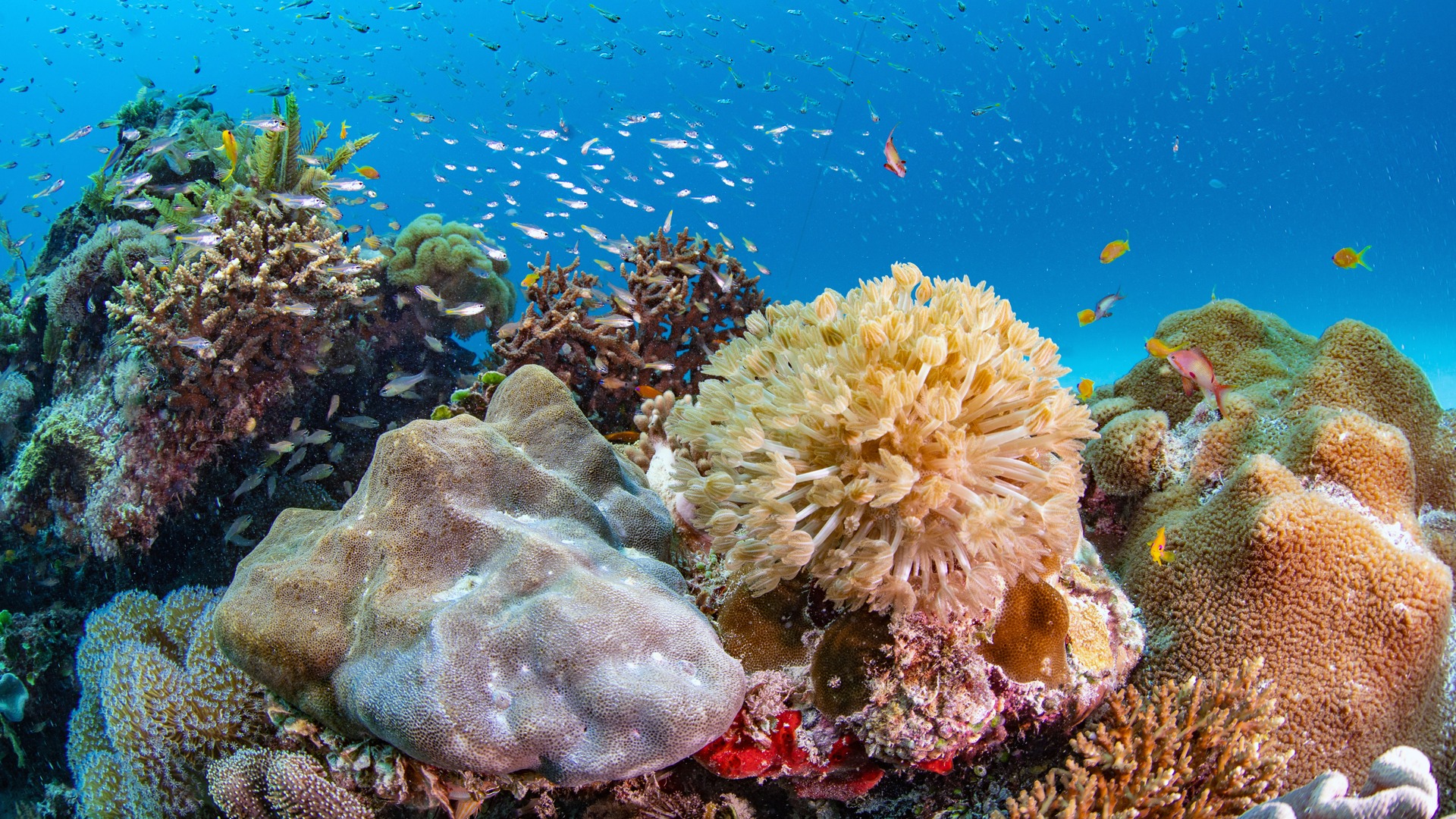 A healthy coral reef with schooling fish and soft corals