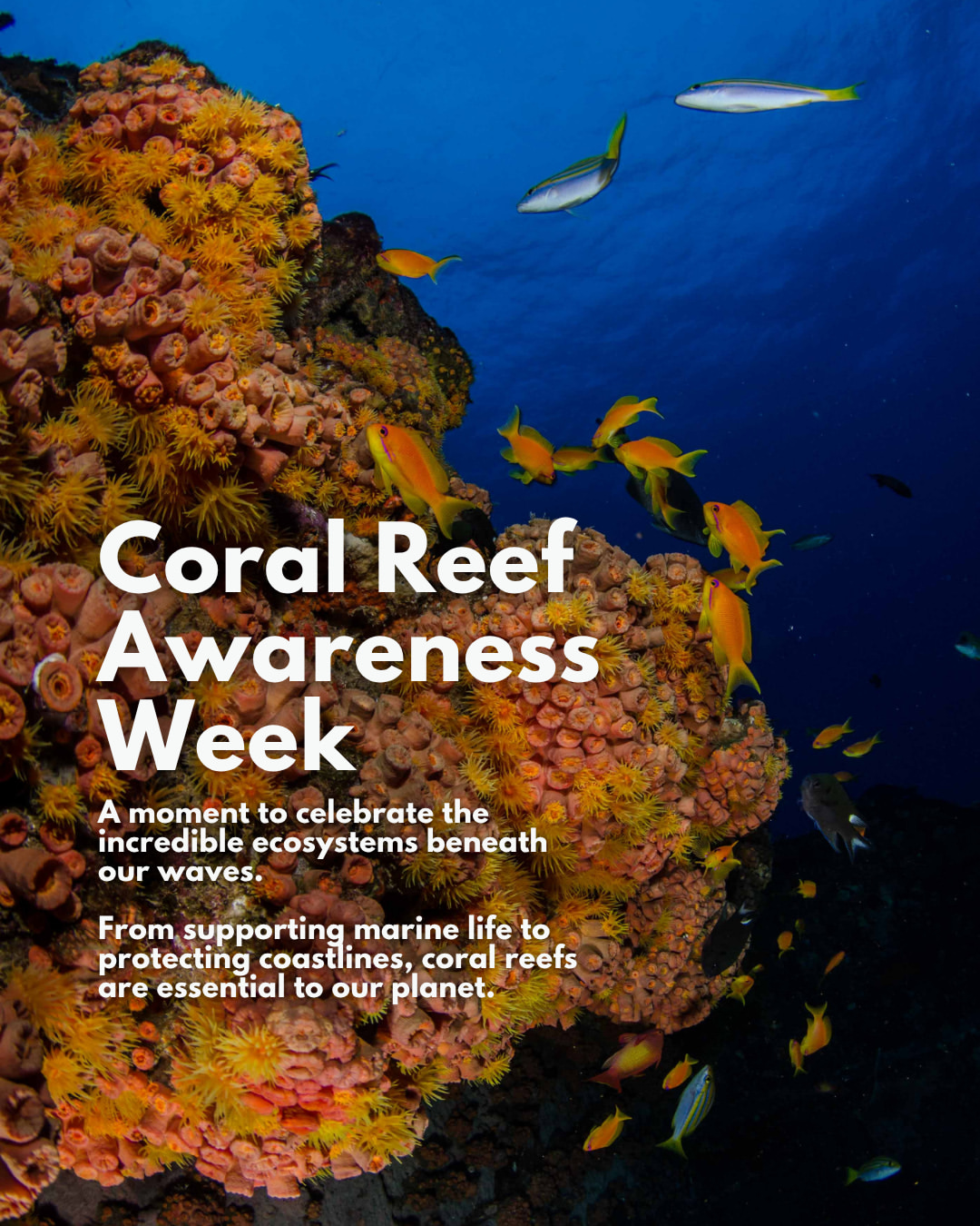 For years, coral reefs have faced unprecedented challenges. From ocean warmi...