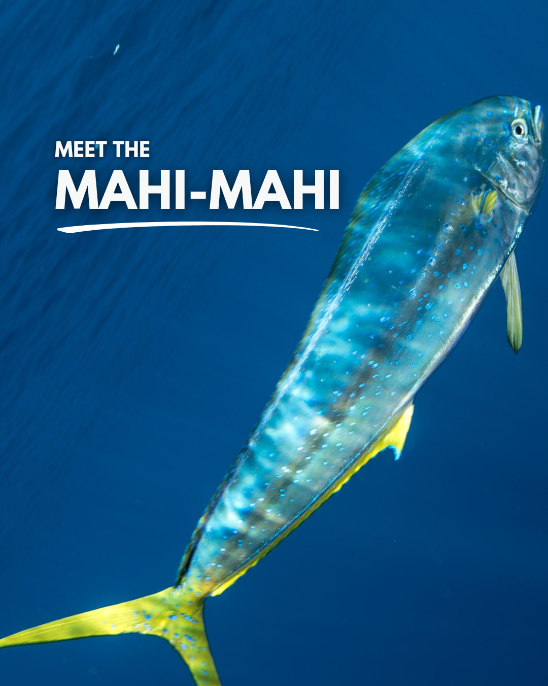 A glimpse of the incredible Mahi-mahi also know as a Dolphinfish or Dorado. ...