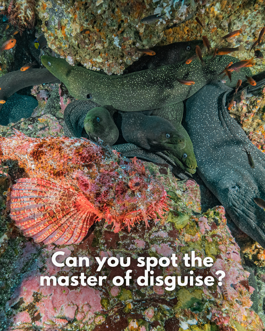 🔍 Can you spot the master of disguise? While the group of moray eels immedi...