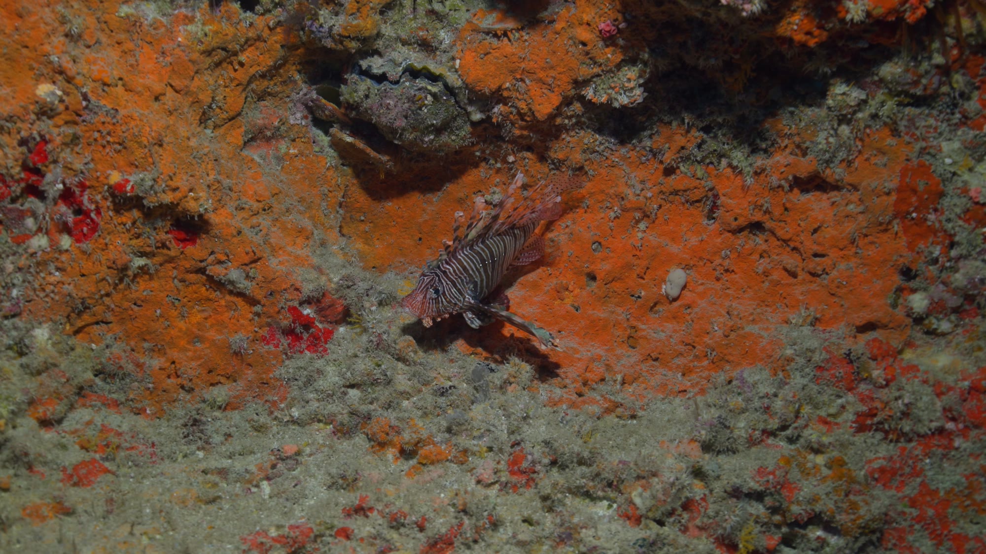A lionfish resting against orange coral.